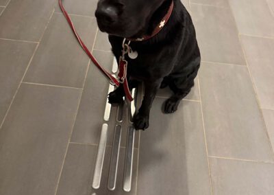 Lesen mit Hund Sami, Weihnachtszeit in der Pfrimmtalschule